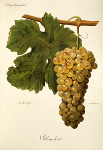 Blanchier grape