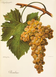 Bombino grape