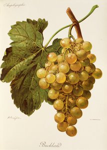 Buckland grape