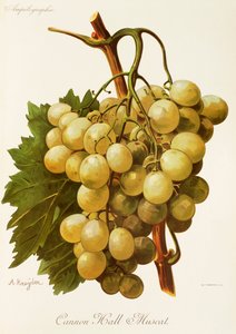 Cannon Hall Muscat Grape