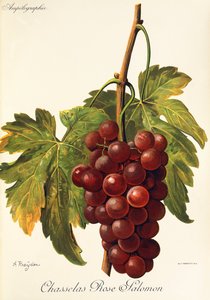 Chasselas Rose Salomon grape