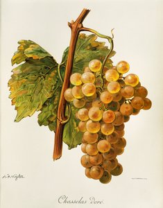 Chasselas Dore Grape