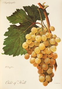 Child of Hall grape