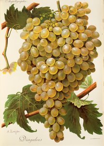 Diagalves Grape
