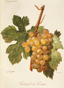 Ferdinand de Lesseps grape
