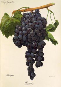 Gateta grape