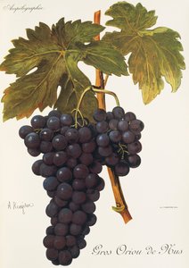 Gros Oriou de Mus grape by Alexis Kreyder