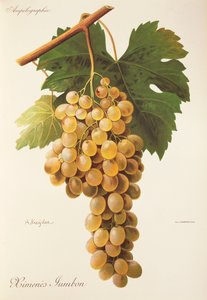 Himenes Jumbon grape