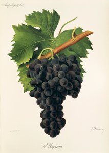 Inzolia grape by Alexis Kreyder