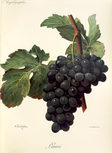 Linne grape by Alexis Kreyder