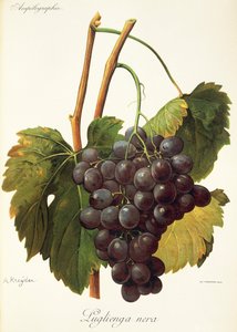 Luglienga Nera grape by Alexis Kreyder