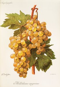 Madeleine Angevine grape