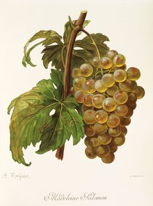 Madeleine Salomon Grape by Alexis Kreyder