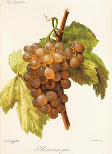 Marocain Gris Grape by Alexis Kreyder