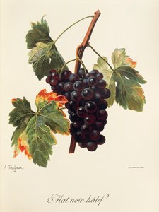 Mat Noir Hatif grape