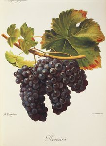 Mevoeira grape