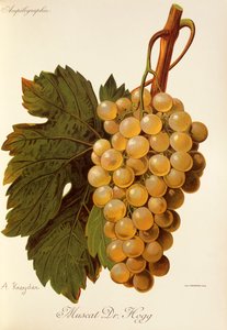 Muscat Dr. Hogg grape by Alexis Kreyder