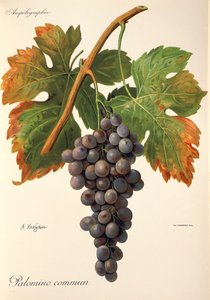 Palomino Commun Grape