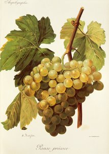 Panse Precoce grape