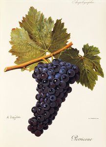 Perricone grape by Alexis Kreyder