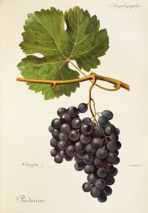 Piedirosso grape by Alexis Kreyder