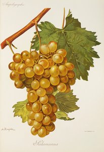 Salamanna Grape