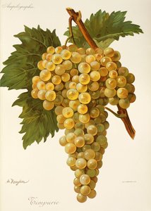 Timpurie Grape