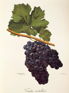 Tinta Castellao grape by Alexis Kreyder