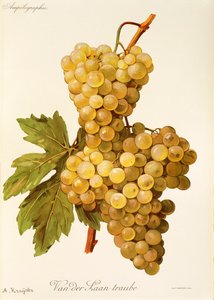 Van der Laan Traube Grape by Alexis Kreyder