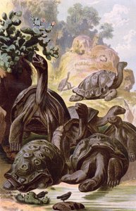 Giant Tortoises from the Galapagos Islands, from a Natural History Book, 1887