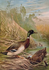 Mallards, illustration from a Hungarian natural history book