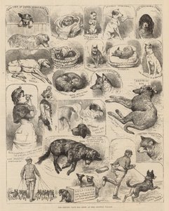 The Kennel Club Dog Show at the Crystal Palace