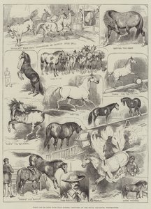 What Can Be Done with Wild Horses, Sketches at the Royal Aquarium, Westminster by Alfred Courbould