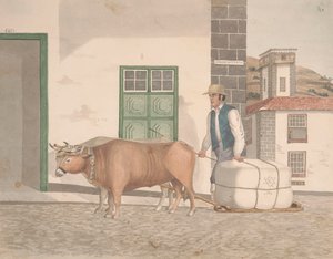 Ox-sledge for the Conveyance of Merchandise