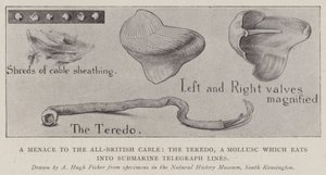 A Menace to the All-British Cable, the Teredo, a Mollusc which eats into Submarine Telegraph Lines by Alfred Hugh Fisher