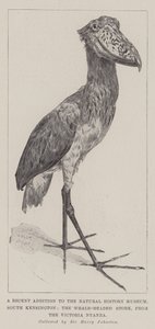 A Recent Addition to the Natural History Museum, South Kensington, the Whale-Headed Stork, from the Victoria Nyanza