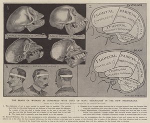 The Brain of Woman as Compared with That of Man: Researches in the New Phrenology by Alfred Hugh Fisher