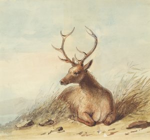 Elk, Rocky Mountains, c.1837 by Alfred Jacob Miller
