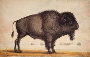 Scenting the Breeze, c.1837 by Alfred Jacob Miller