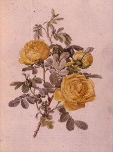 Rosa Genus, No.10, 755, c.1910