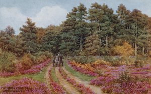 Pine trees and heather near Brockenhurst