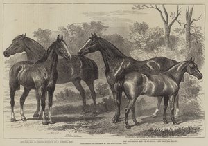 Prize Horses in the Show at the Agricultural Hall by Alfred Sheldon Williams