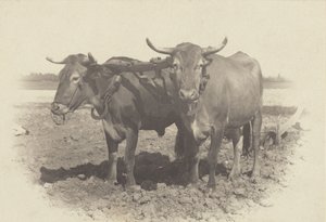 An Idyll by Alfred Stieglitz