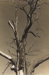 Dying Chestnut Tree (verso)