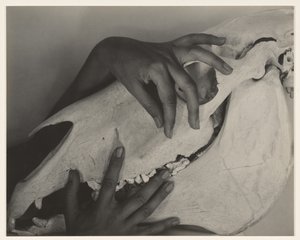 Hands and Horse Skull by Alfred Stieglitz