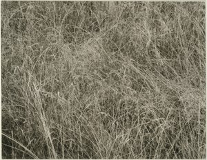 Grass by Alfred Stieglitz