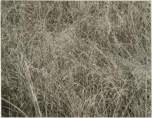 Grass by Alfred Stieglitz