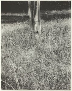 Grass and Flagpole, 1933 by Alfred Stieglitz