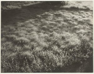 Grass and Frost by Alfred Stieglitz