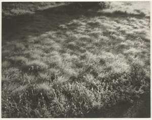 Grass and Frost by Alfred Stieglitz